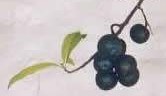 rudraksh fruits