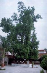 Rurdrash tree in Harihar Ashram, Haridwar